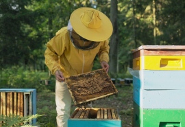 5528_Bee_500
