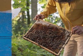 5536_Bee_425