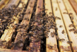 5547_Bee_150