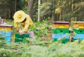 5549_Bee_300