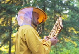 5555_Bee_300