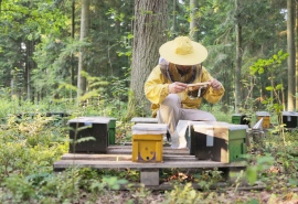 5558_Bee_300