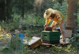 5567_Bee_175