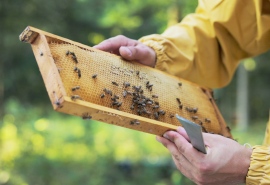 5583_Bee_300