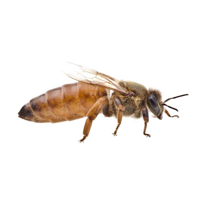 queen-bee.jpg