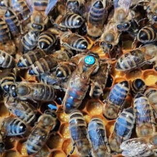 Matka Pszczela z 2025 Przezimowana - Carnica Überwinterte Wirtschaftskönigin dostepne kwiecien 2026