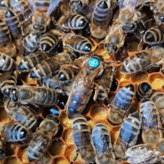 Carnica Wirtschaftskönigin F1