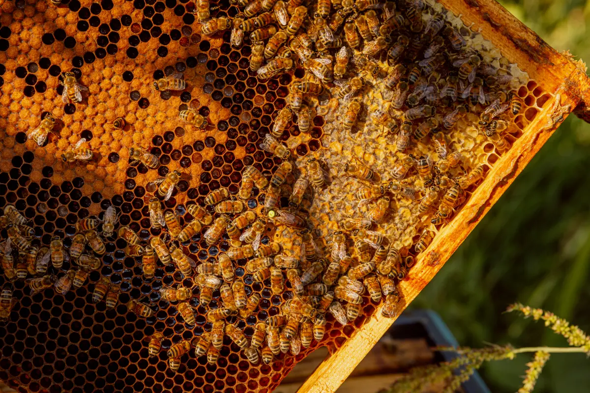 Apisland-Kamiński - matki pszczele 2024