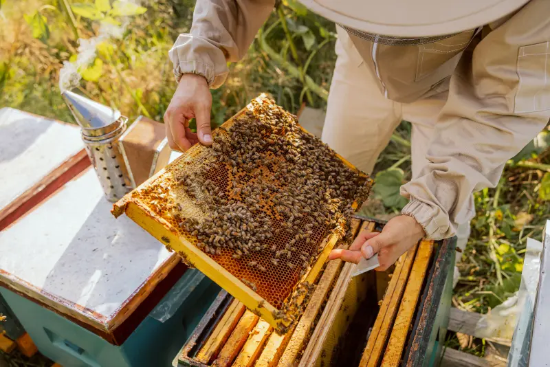 Apisland-Kamiński - odkłady pszczele