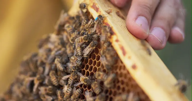 Apisland-Kamiński - matki pszczele 2023